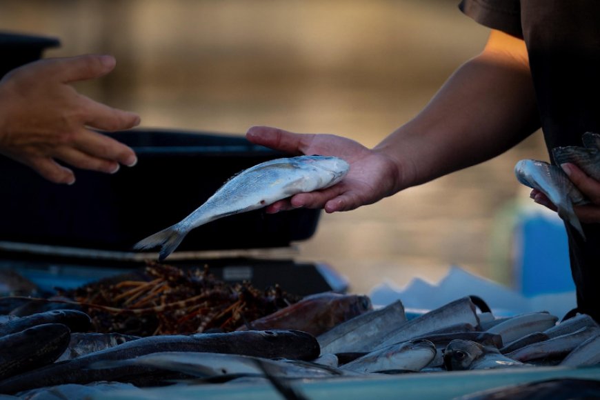 Feira do Peixe de Cultivo acontecerá nos dias 4 e 5 de setembro em Paranaguá