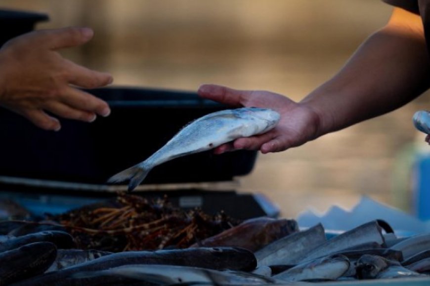 Feira do Peixe de Cultivo acontecerá nos dias 4 e 5 de setembro em Paranaguá