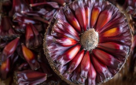 Safra do pinhão segue até junho no Paraná