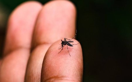 Dengue: Confira como está a avaliação dos municípios do Litoral no boletim semanal