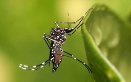 Dengue: Litoral do Paraná registra 1.060 novos casos na última semana