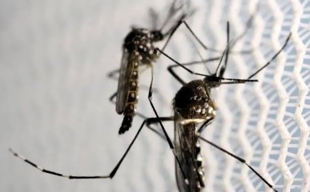 Guaratuba confirma mais 658 casos de dengue durante a última semana