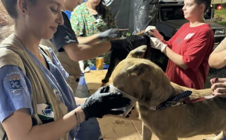 Paranaenses atendem mais de mil animais resgatados em hospital veterinário no RS
