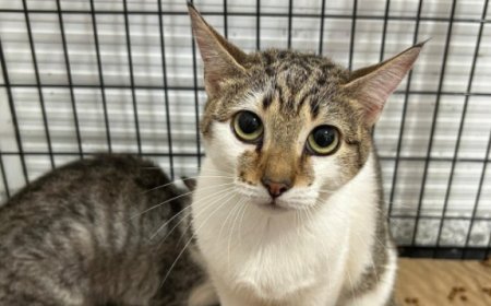 Prefeitura realiza Feira de Adoção e Mutirão de Vacinação no Aeroparque