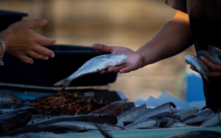 Feira do Peixe de Cultivo acontecerá nos dias 4 e 5 de setembro em Paranaguá