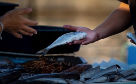 Feira do Peixe de Cultivo acontecerá nos dias 4 e 5 de setembro em Paranaguá