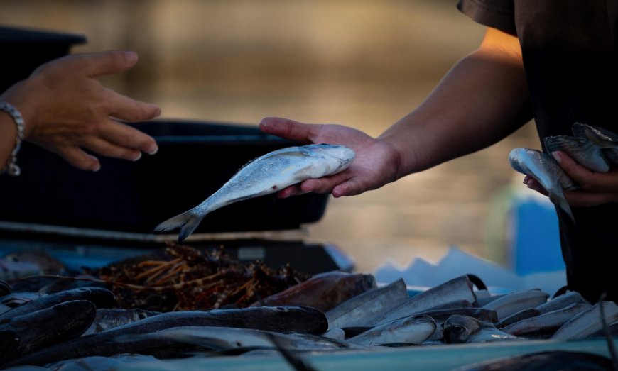 Feira do Peixe de Cultivo acontecerá nos dias 4 e 5 de setembro em Paranaguá