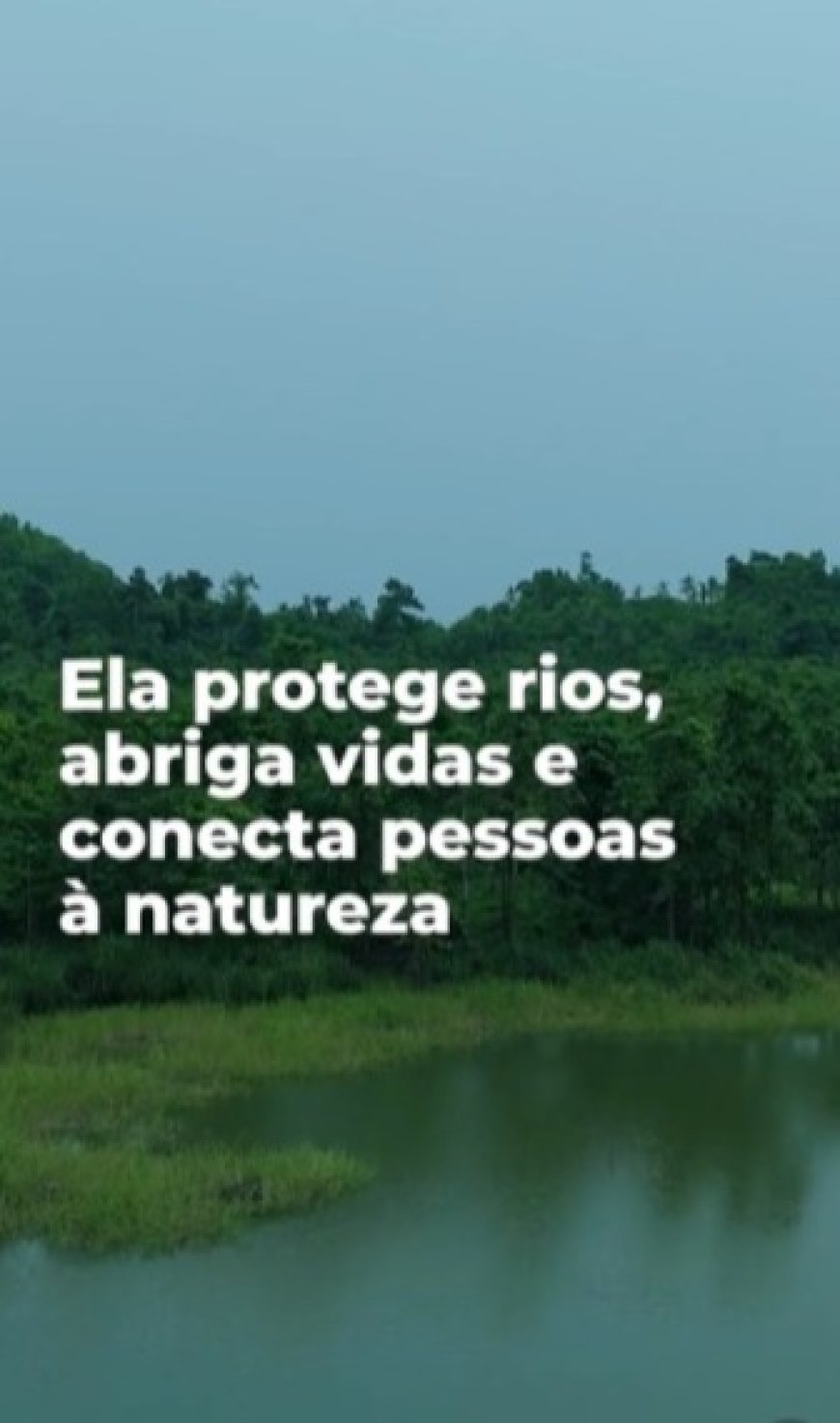 Saneamento e Mata Atlântica: entenda a relação que impacta diretamente Paranaguá