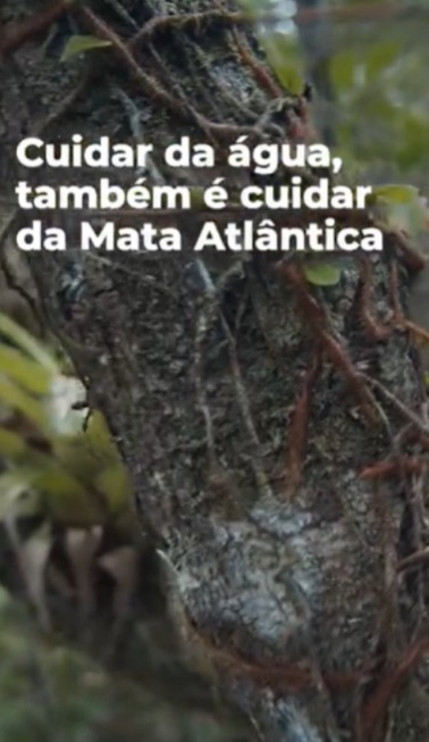 Saneamento e Mata Atlântica: entenda a relação que impacta diretamente Paranaguá
