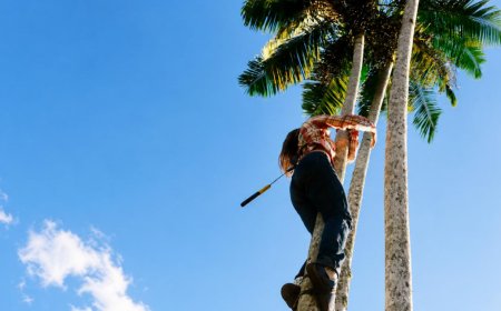 Inscrições abertas para oficinas gratuitas de colheita, despolpa e receitas com juçara em Morretes