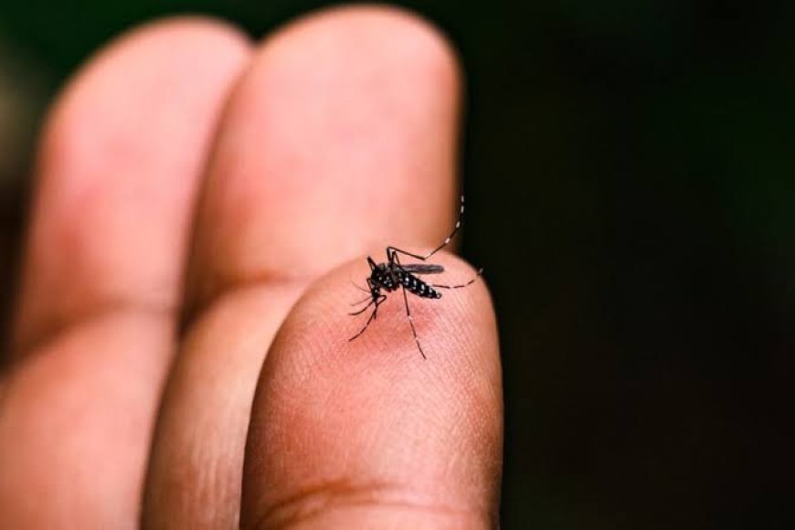 Dengue: Confira como está a avaliação dos municípios do Litoral no boletim semanal