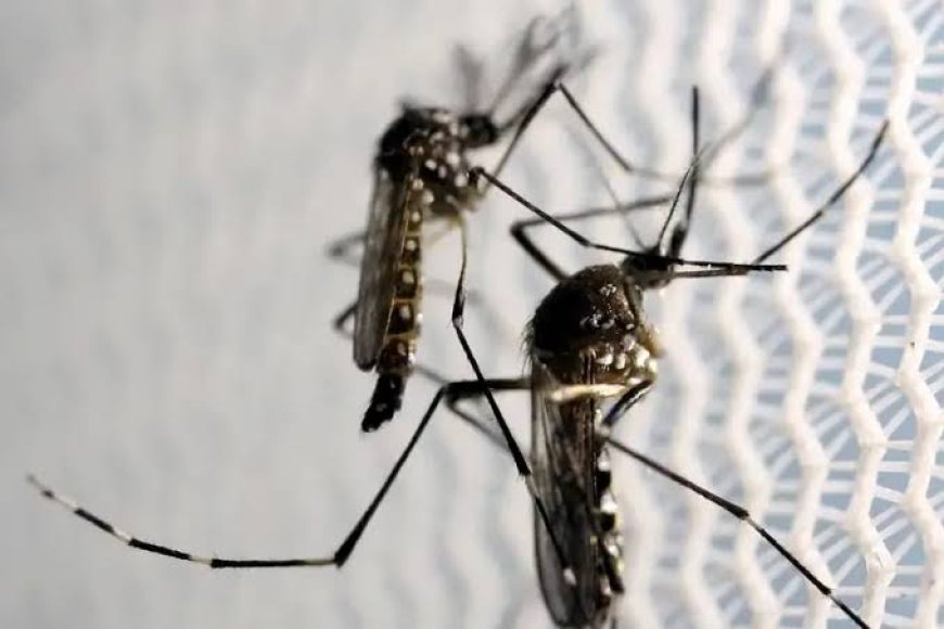 Guaratuba confirma mais 658 casos de dengue durante a última semana
