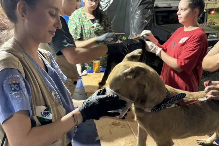 Paranaenses atendem mais de mil animais resgatados em hospital veterinário no RS