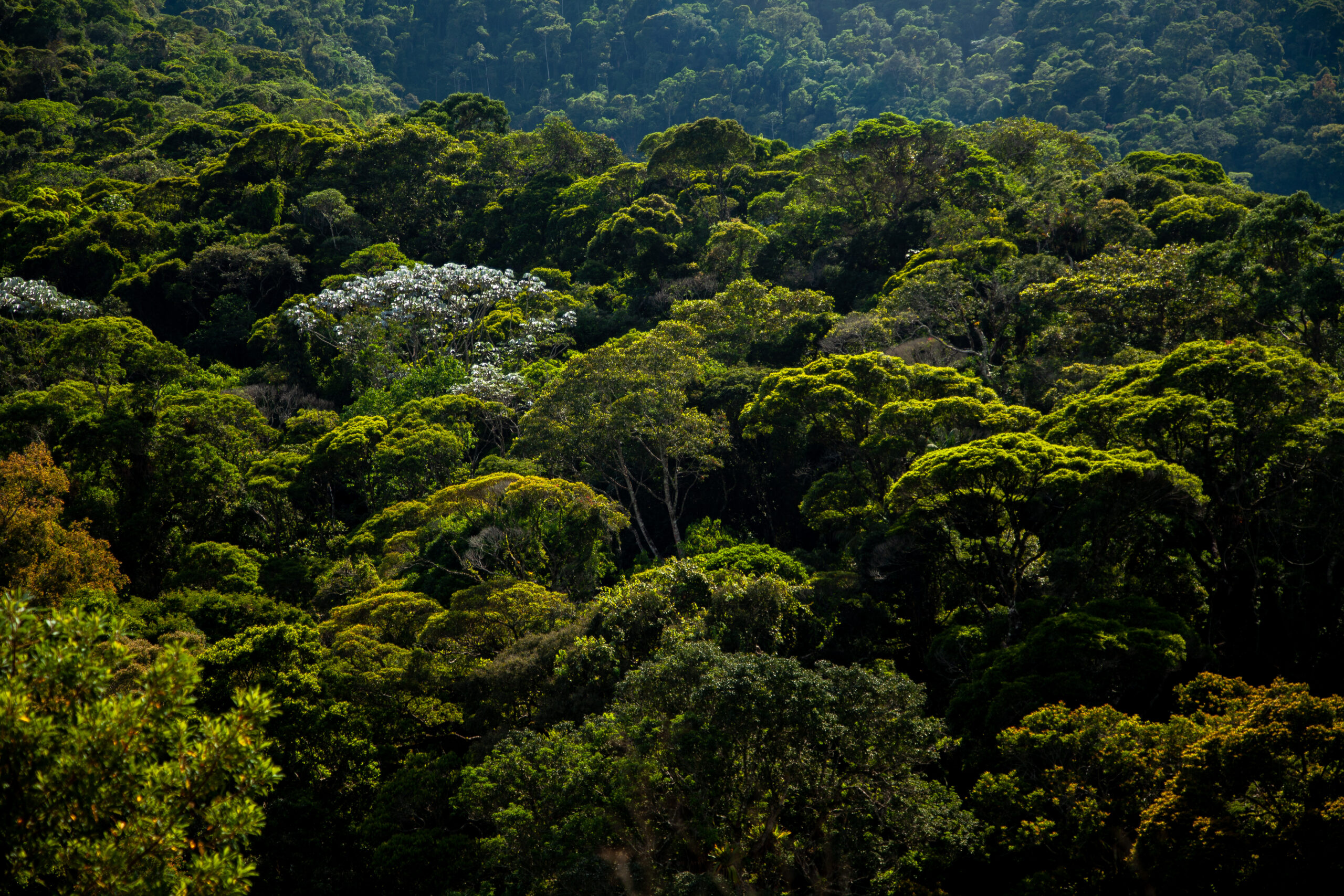 Programa Biodiversidade Litoral do Paraná abre mapeamento de RPPNs para planejar ações de financiamento ambiental