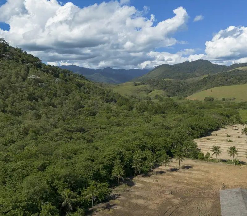 Mata atlântica perdeu 10 milhões de hectares em quatro décadas