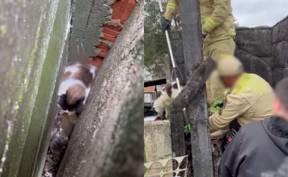 Assista! Saga de gato fujão mobiliza vizinhança após animal ficar preso em muro e escapar durante resgate em Curitiba