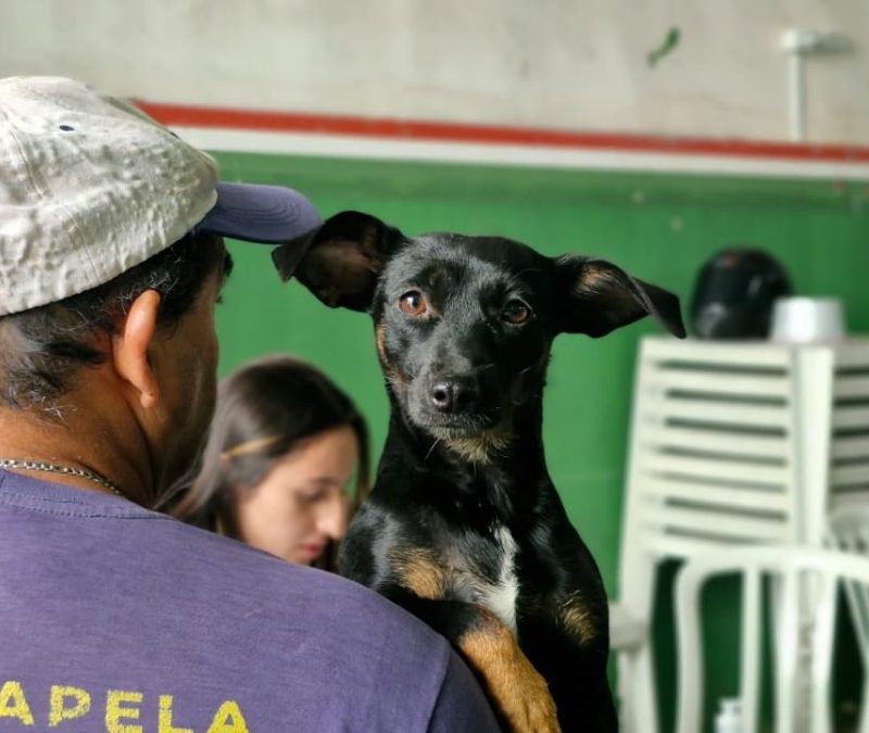 CastraPet Paraná realiza atendimento gratuito em Antonina