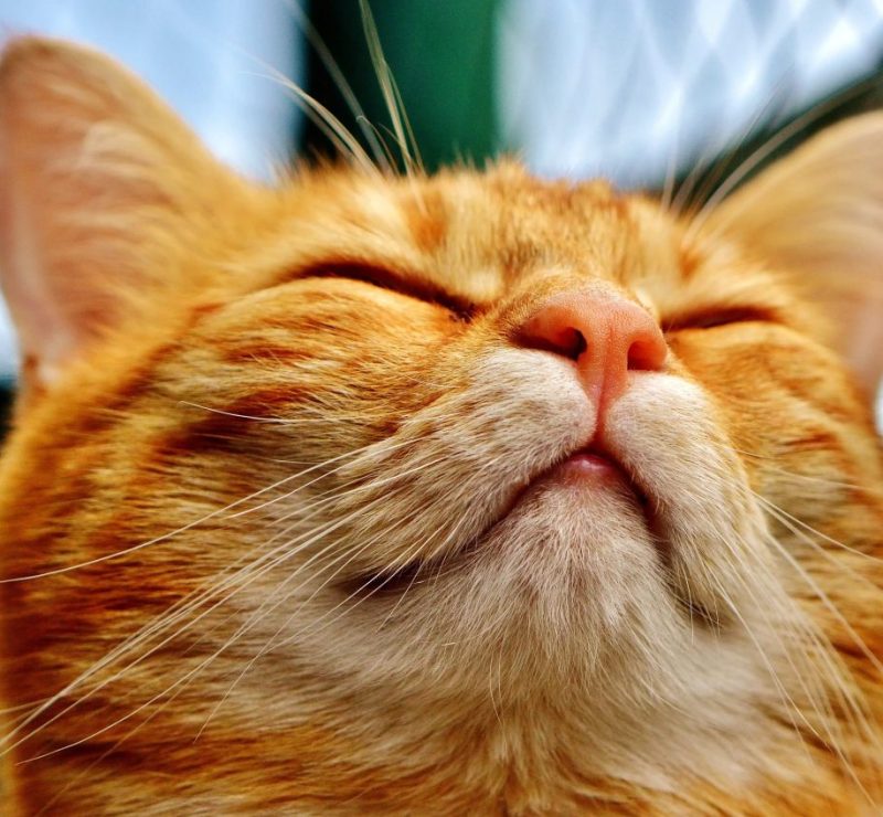 Estudo revela que gatos podem ajudar a curar câncer humano