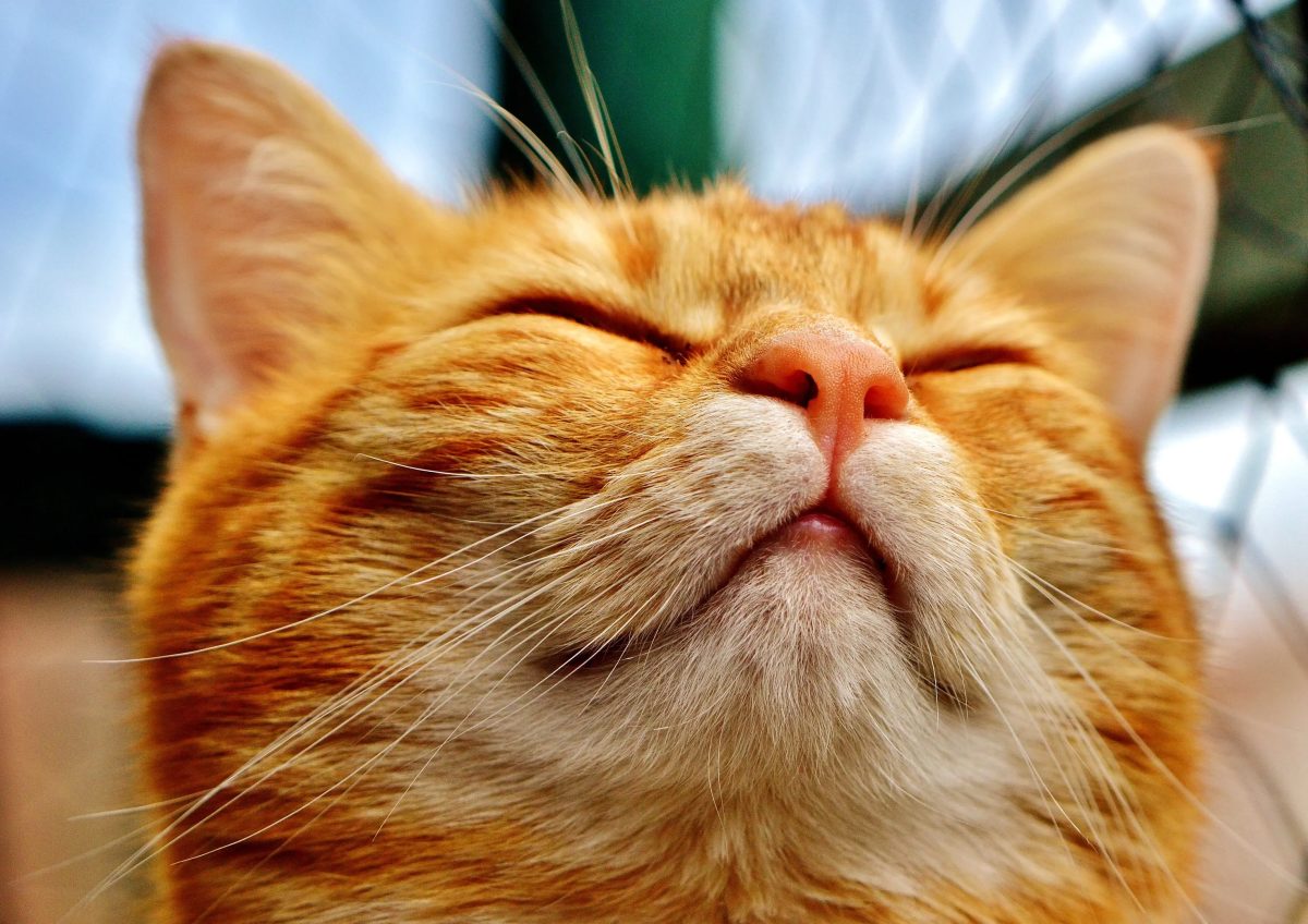 Como gatos domésticos podem ajudar a tratar o câncer em humanos