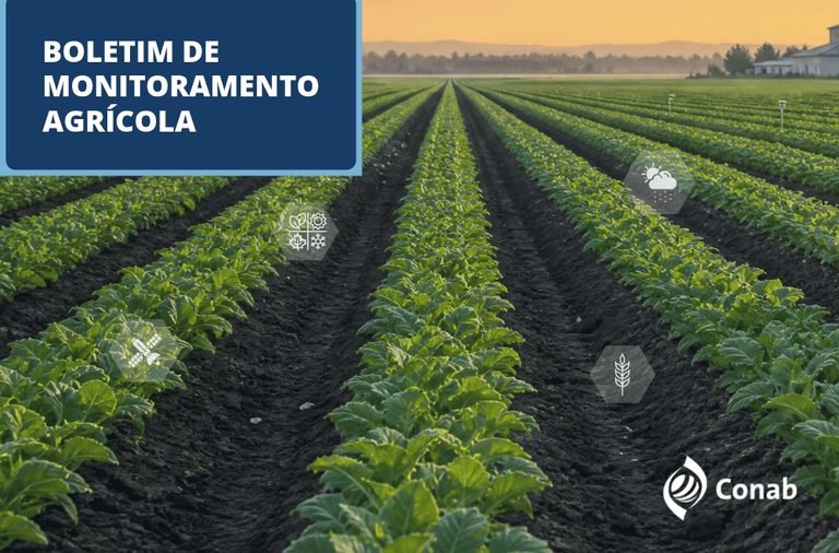 Safra 2026/2027 avança no campo com o retorno das precipitações