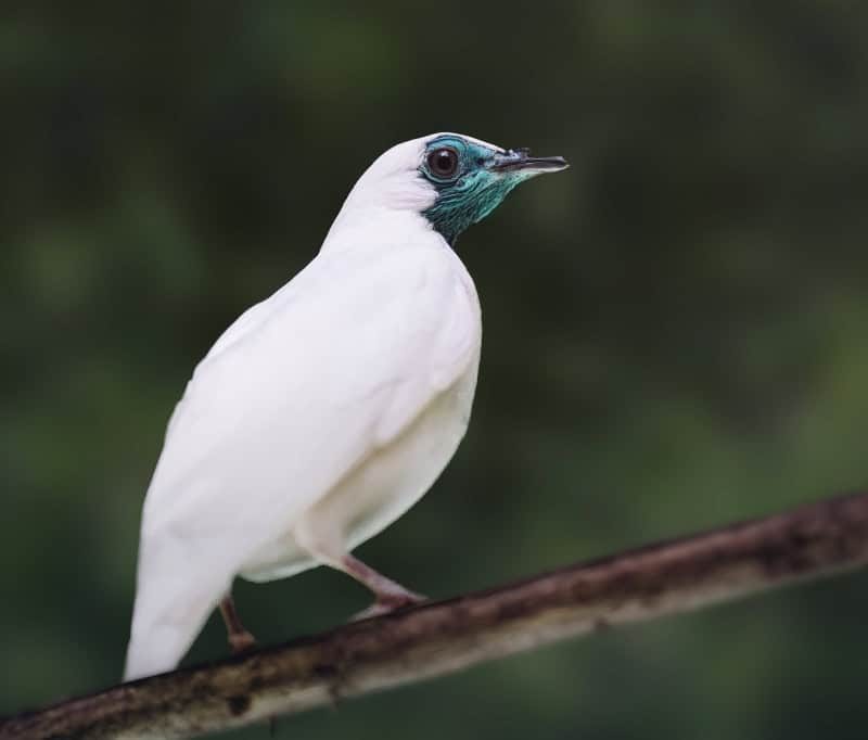 Aves brasileiras estão entre os animais mais barulhentos do mundo