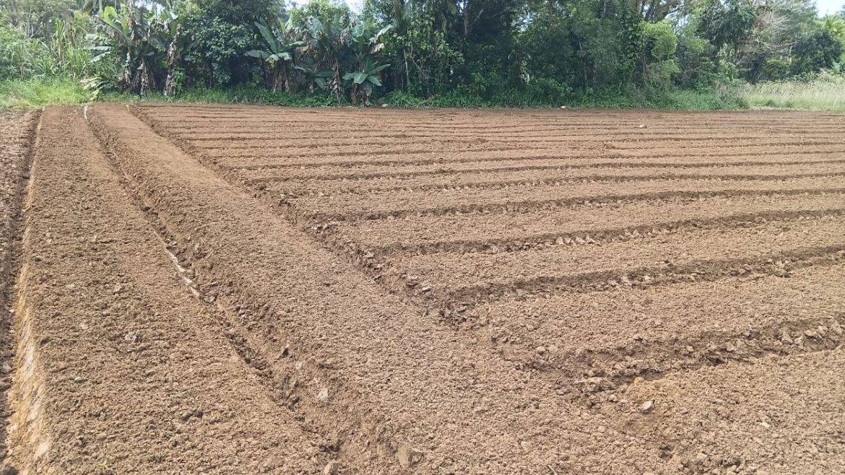 Intensificação dos trabalhos na área rural de Antonina
