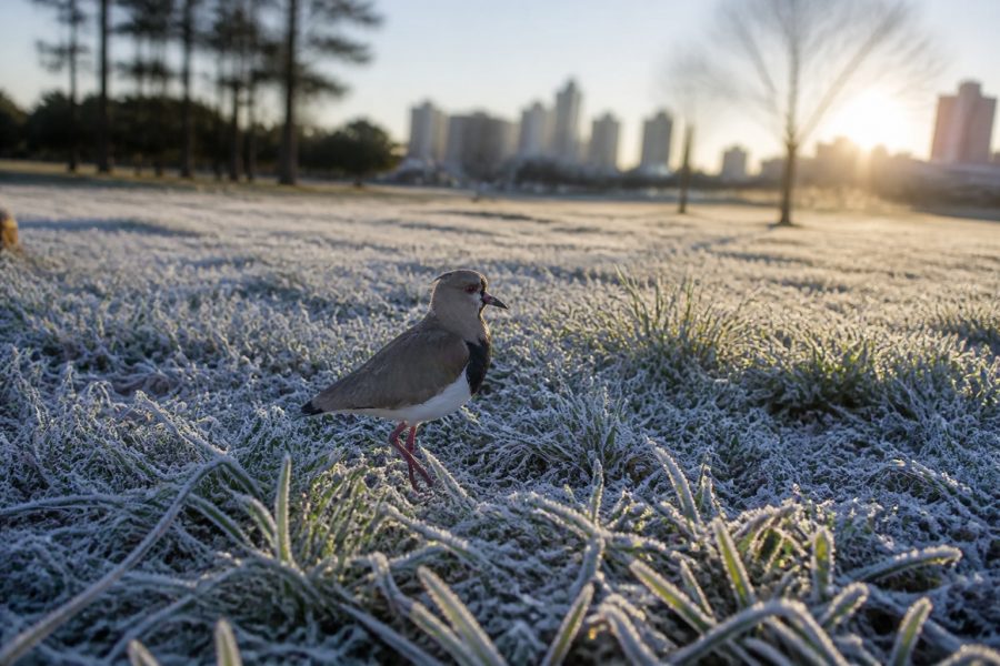 Massa de ar polar derruba temperatura no Paraná e Simepar alerta para risco de geada