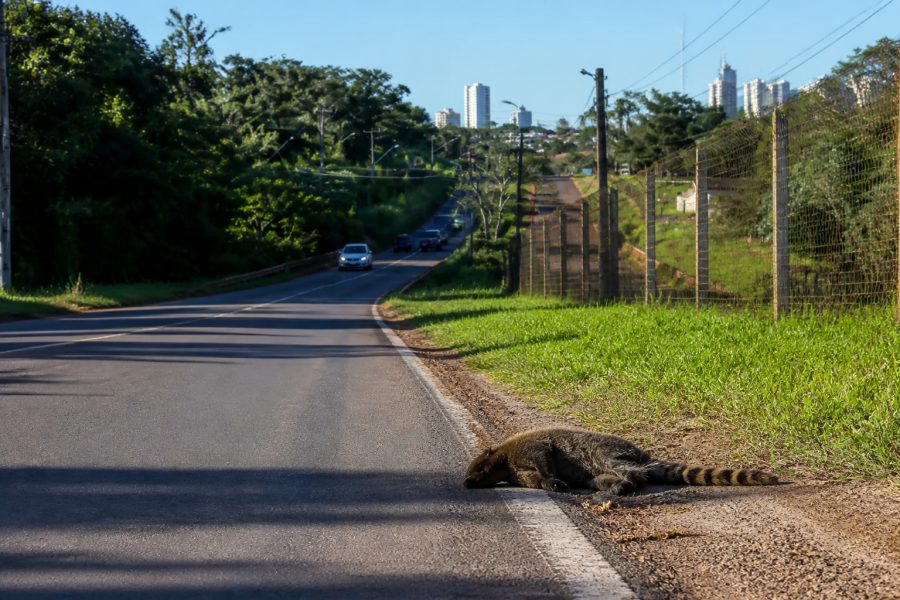 Ministério Público do Paraná exige medidas para proteger animais em Londrina