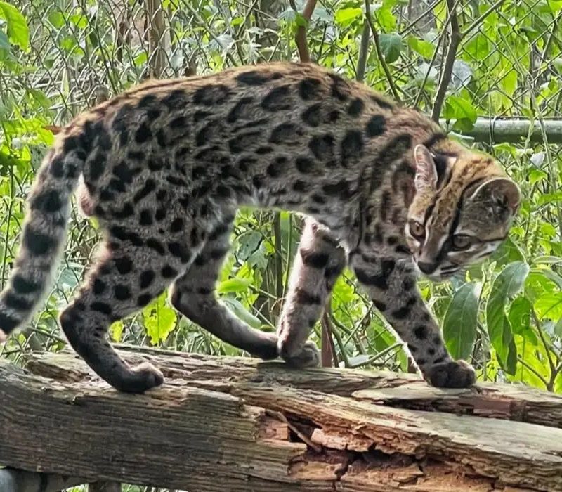 Nova espécie de felino é descoberta em florestas na Bolívia