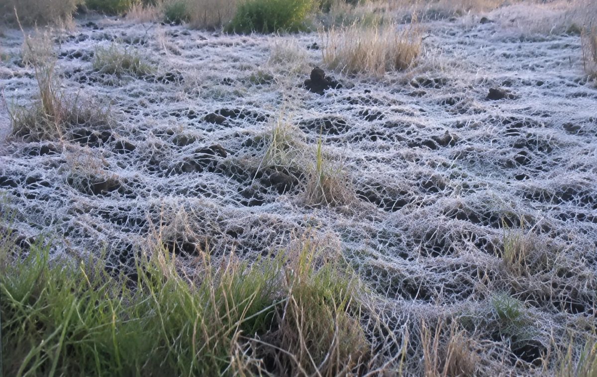 Geada e frio intenso atingem o Paraná perto da primavera