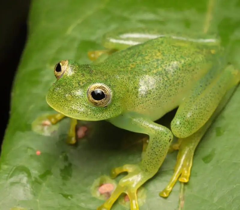 Nova espécie de rã-de-vidro transparente é descoberta no Cerrado goiano