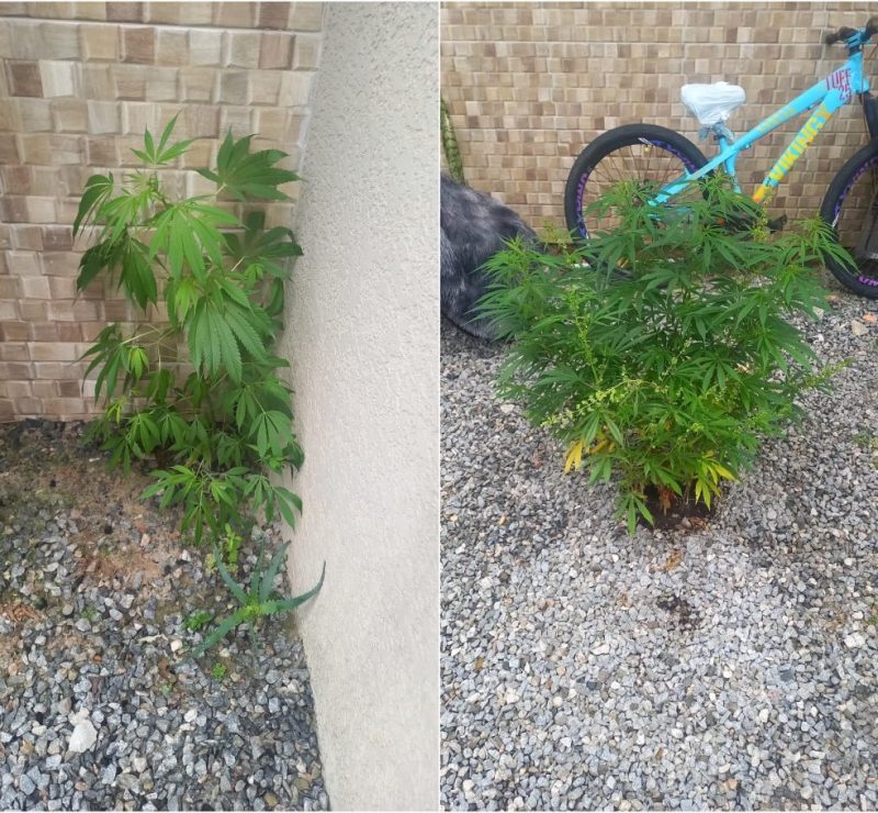Polícia militar apreende pés de maconha em quintal no litoral