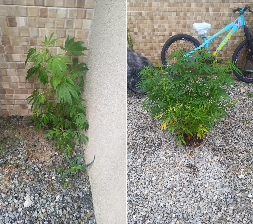 Policiais encontram plantas de maconha em quintal no bairro Bom Retiro, em Matinhos