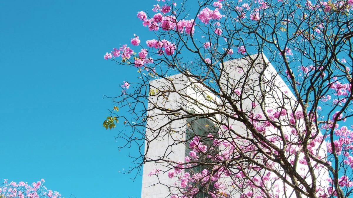 Primavera começa nesta 3ª feira no hemisfério Sul
