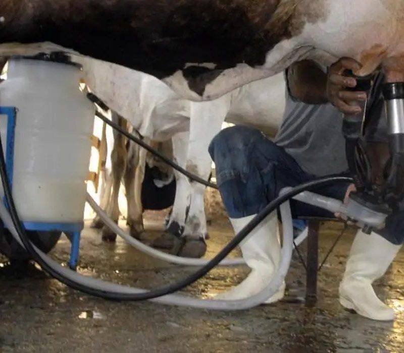 Produção de leite bate recorde no Brasil com alta de 2,7% em 2025