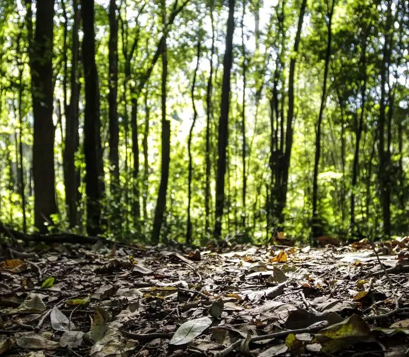 Produção florestal brasileira bate recorde e chega a r$ 47,9 bilhões