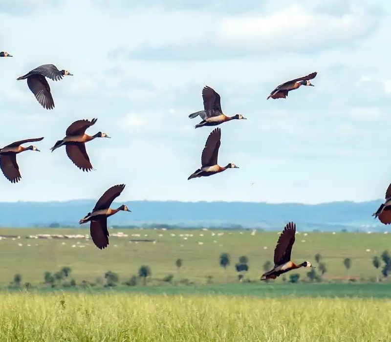 Déficit para salvar biodiversidade global chega a US$ 1,3 trilhão