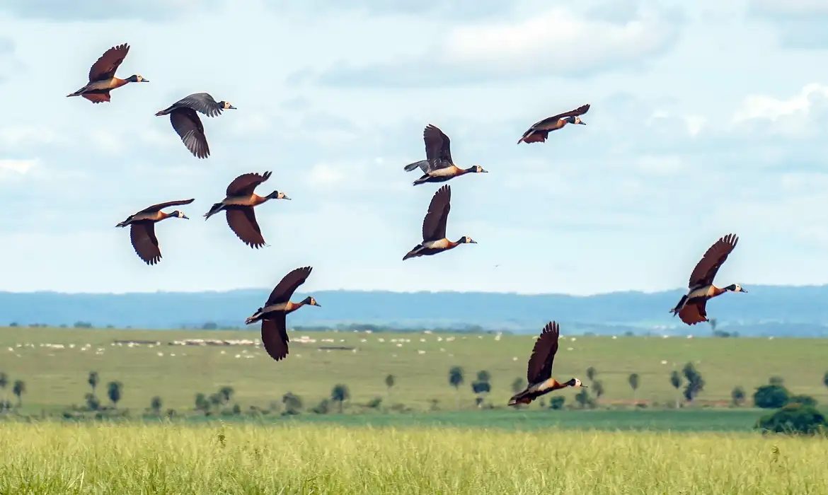 Proteção da biodiversidade mundial demanda mais US$1,3 trilhão por ano