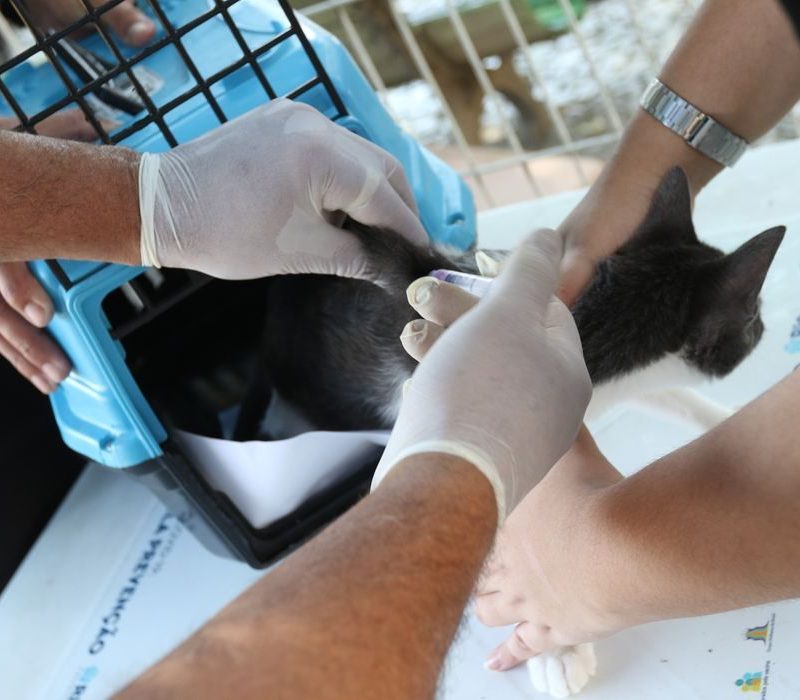 Rio de Janeiro confirma caso de raiva em cão após contato com morcego