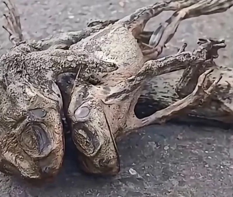 Sapinhos morrem eletrocutados na rua após tempestade no RS
