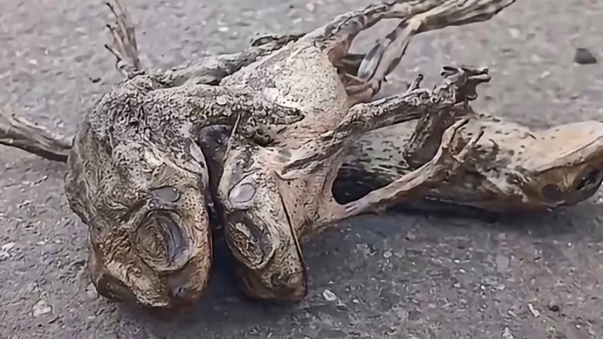 Sapos morrem eletrocutados após tempestade no litoral gaúcho