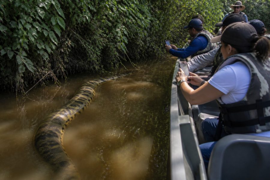 Turistas se surpreendem com sucuri gigante em Foz do Iguaçu
