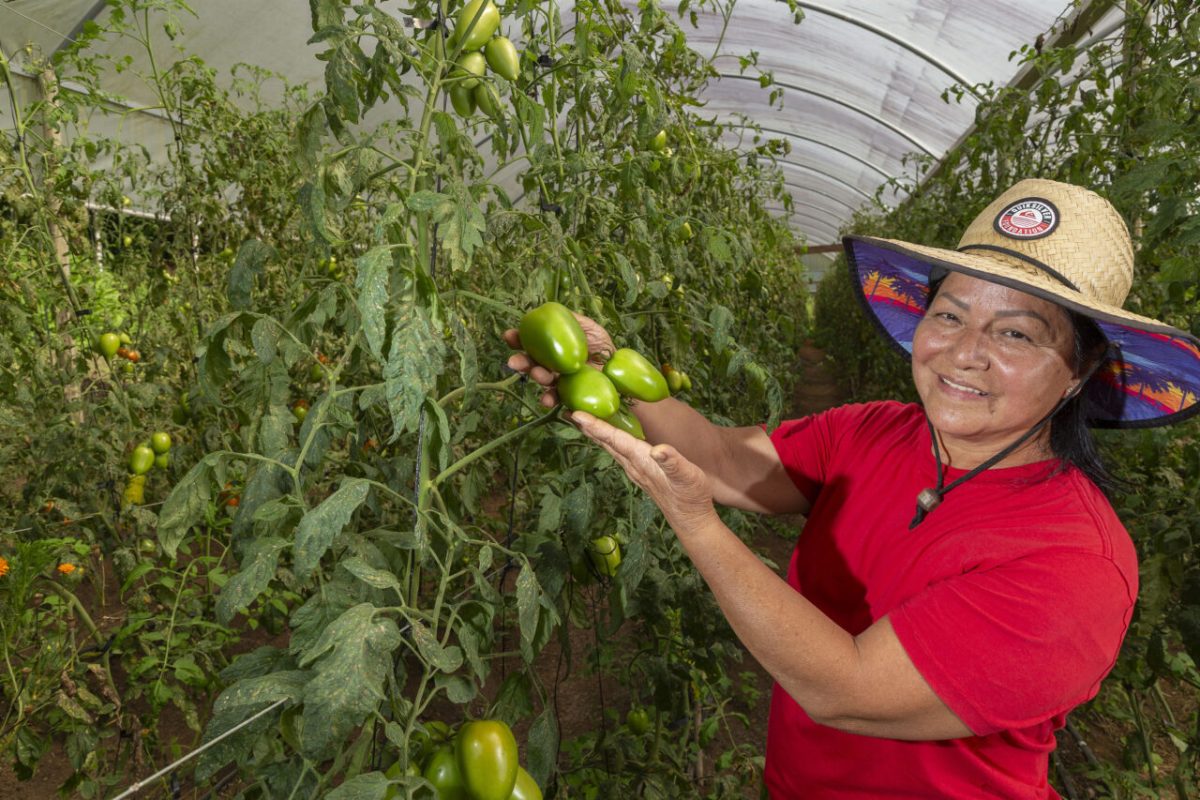 Universidades do Paraná auxiliam agricultores familiares a adquirir certificação orgânica