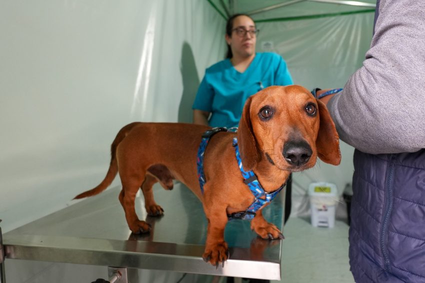 Cuidados gratuitos para pets em Paranaguá até sábado