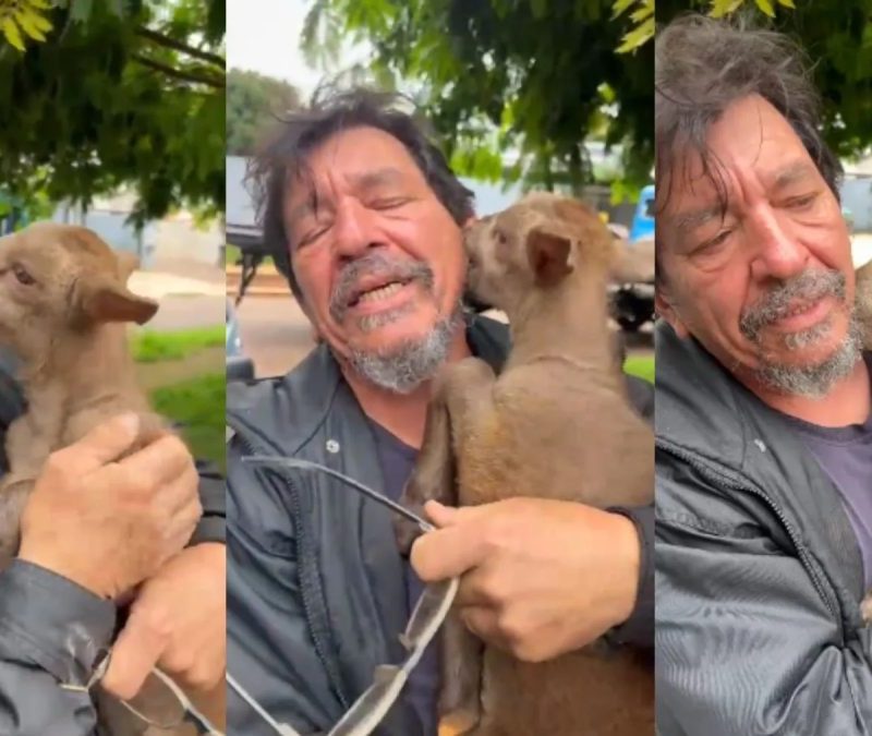 Filhote de cabra levado por motoboy no Paraná é recuperado após campanha