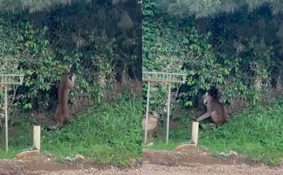 Vídeo! Onça-parda ‘dá as caras’ em rua de Campo Largo e chama atenção de moradora; veja orientação do IAT