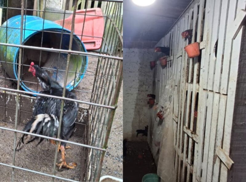 Curitiba: galos de rinha são resgatados em situação de maus-tratos