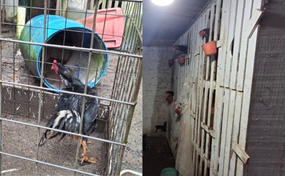 16 galos são encontrados em situação de maus-tratos no Mossunguê, em Curitiba; raça é usada em rinhas