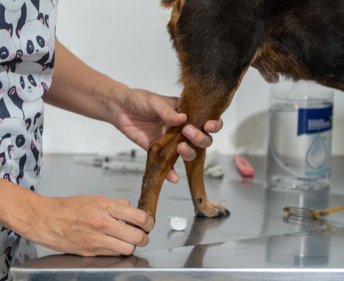Paranaguá realiza mutirão gratuito de vacinação antirrábica para cães e gatos