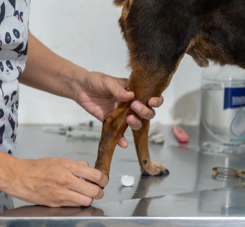 Paranaguá realiza mutirão gratuito de vacinação antirrábica para cães e gatos